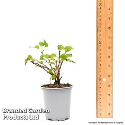 Prunus Incisa 'Kojo-No-Mai' 15 Prunus Incisa 'Kojo-No-Mai' -Florist Zone prun1