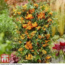Pyracantha Coccinea 'Star' Duo -Florist Zone pyra sun3