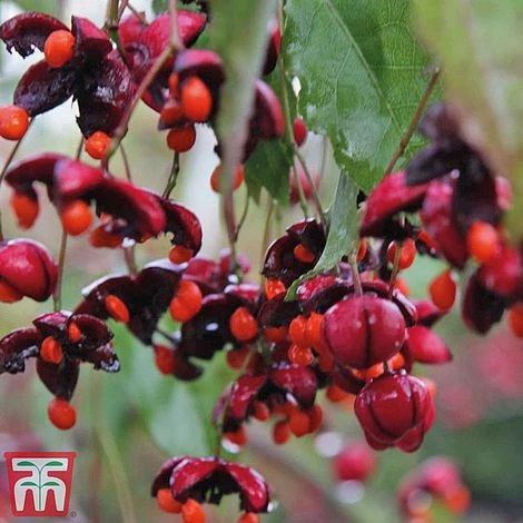 Euonymus Europaeus 'Red Cascade' 2 Euonymus Europaeus 'Red Cascade' - Image 2