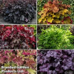 Heuchera Rex Collection -Florist Zone rex coll3