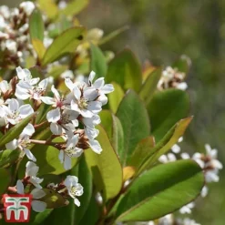 Rhaphiolepis Umbellata F. Ovata -Florist Zone rhap ume3