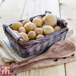 Potato 'T&M Favourites Collection' -Florist Zone rocket5