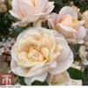 Rose 'Champagne Moment' (Floribunda Rose)