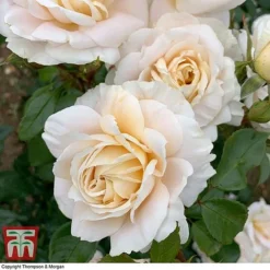 Rose 'Champagne Moment' (Floribunda Rose) -Florist Zone rose cham3