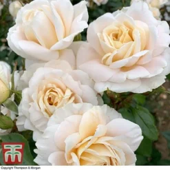 Rose 'Champagne Moment' (Floribunda Rose) -Florist Zone rose cham4