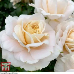 Rose 'Champagne Moment' (Floribunda Rose) -Florist Zone rose cham5