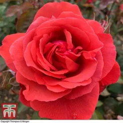 Rose 'Fragrant Cloud' (Hybrid Tea Rose)