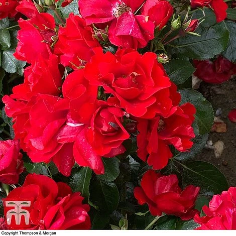 Rose 'Moment In Time' (Floribunda Rose) 3 Rose 'Moment In Time' (Floribunda Rose) - Image 3