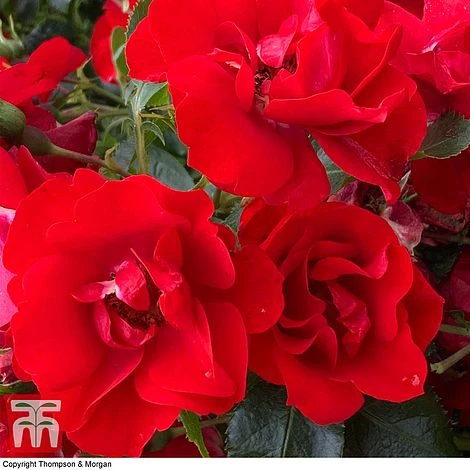 Rose 'Moment In Time' (Floribunda Rose) 1 Rose 'Moment In Time' (Floribunda Rose)