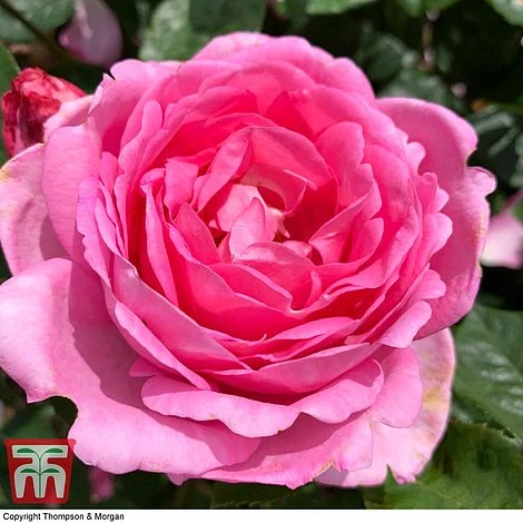 Rose 'Mum In A Million' (Hybrid Tea Rose) 1 Rose 'Mum In A Million' (Hybrid Tea Rose)