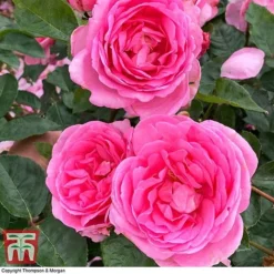 Rose 'Mum In A Million' (Hybrid Tea Rose) 6 Rose 'Mum In A Million' (Hybrid Tea Rose) -Florist Zone rose mum2