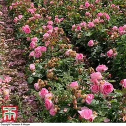 Rose 'Mum In A Million' (Hybrid Tea Rose) 7 Rose 'Mum In A Million' (Hybrid Tea Rose) -Florist Zone rose mum3