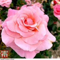 Rose 'Tinkled Pink' (Floribunda Rose) -Florist Zone rose tickle3