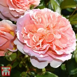 Rose 'It's A Wonderful Life' (Floribunda Rose) -Florist Zone rose wonderful