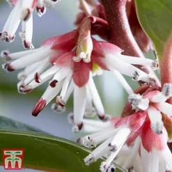 Sarcococca Hookeriana 'Winter Gem' -Florist Zone s2TM