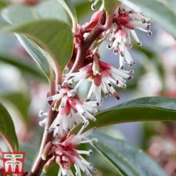Sarcococca Hookeriana 'Winter Gem' -Florist Zone s3TM
