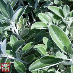 Brachyglottis 'Drysdale' -Florist Zone sene2