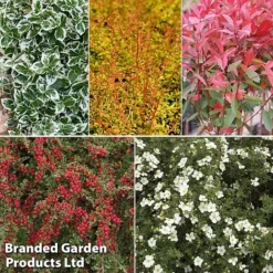Super Saver Shrub Mix