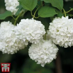 Viburnum Duo -Florist Zone snow4