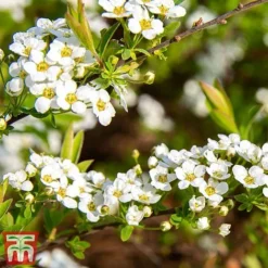 Spiraea Cinerea 'Graciosa' -Florist Zone spir grac2