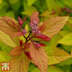 Spiraea Betulifolia 'Pink Sparkler' -Florist Zone spir pi
