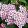 Spiraea Betulifolia 'Pink Sparkler'