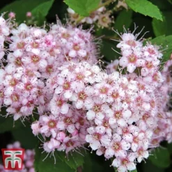Spiraea Betulifolia 'Pink Sparkler'