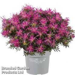 Azalea 'Starstyle Lilac' -Florist Zone starlilac