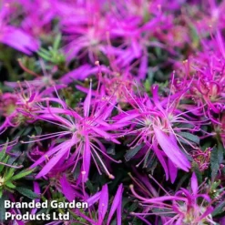 Azalea 'Starstyle Lilac' -Florist Zone starlilac3
