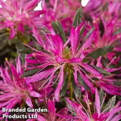 Azalea 'Starstyle Lilac' -Florist Zone starlilac4