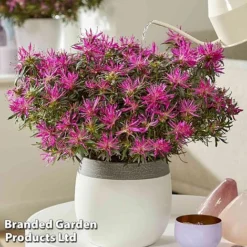 Azalea 'Starstyle Lilac' -Florist Zone starlilac5