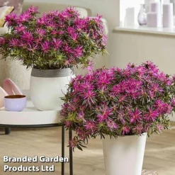 Azalea 'Starstyle Lilac' -Florist Zone starlilac6