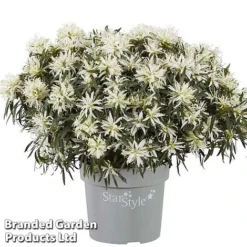 Azalea 'Starstyle White' -Florist Zone starwhite