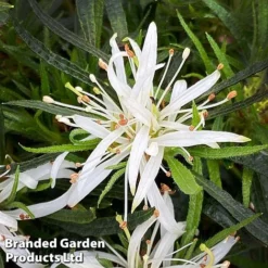 Azalea 'Starstyle White' -Florist Zone starwhite2