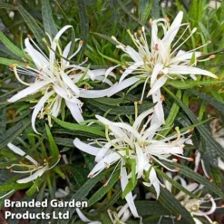 Azalea 'Starstyle White' -Florist Zone starwhite3