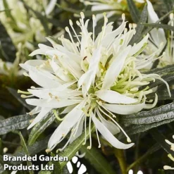Azalea 'Starstyle White' -Florist Zone starwhite4