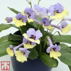 Streptocarpus 'Harlequin Blue' 5 Streptocarpus 'Harlequin Blue' -Florist Zone strep