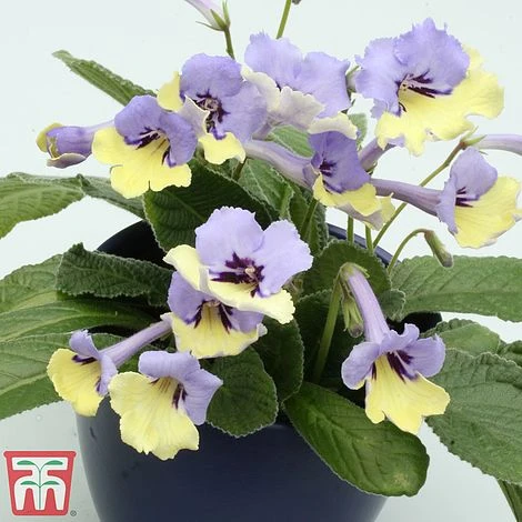 Streptocarpus 'Harlequin Blue' 3 Streptocarpus 'Harlequin Blue' - Image 3