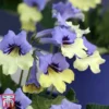 Streptocarpus 'Harlequin Blue'