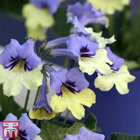 Streptocarpus 'Harlequin Blue' 1 Streptocarpus 'Harlequin Blue'