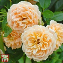 Rose 'Sweetie' (Patio Rose Standard) -Florist Zone sweet31