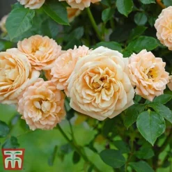 Rose 'Sweetie' (Patio Rose Standard) -Florist Zone sweet4