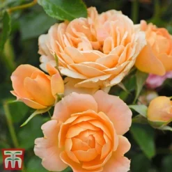 Rose 'Sweetie' (Patio Rose Standard) -Florist Zone sweet5