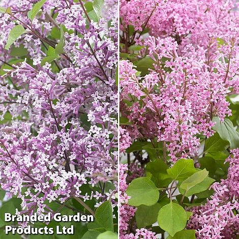 Syringa Flowerfesta® Duo 2 Syringa Flowerfesta® Duo - Image 2