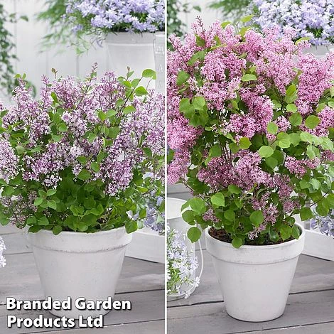 Syringa Flowerfesta® Duo 1 Syringa Flowerfesta® Duo