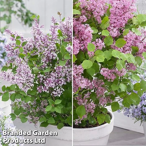 Syringa Flowerfesta® Duo 3 Syringa Flowerfesta® Duo - Image 3