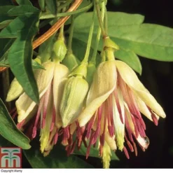 Clematis Napaulensis -Florist Zone t13919 AD62B7FD 9DF9 C981 E310855DB2E67104