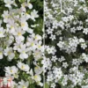 White Hanging Basket Duo