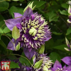 Clematis Florida 'Taiga' -Florist Zone taiga