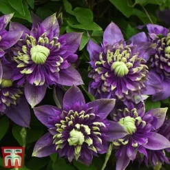 Clematis Florida 'Taiga' -Florist Zone taiga3